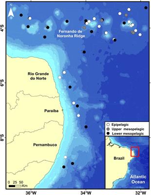 Living in darkness: functional diversity of mesopelagic fishes in the western tropical Atlantic